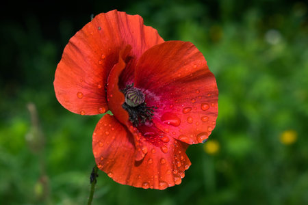 Poppy after a rainy dayの写真素材