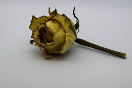 dry rose posingの写真素材