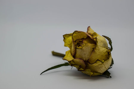 dry rose posingの写真素材