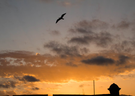 Dramatic sunset with bird silhouette flying freedom in a cloudy orange sky over the city roofs in Santa Cruz  Tenerife, Canary Islands.の写真素材