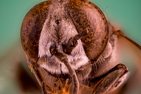 Macro of the head of a bee. Macro photography of insects.