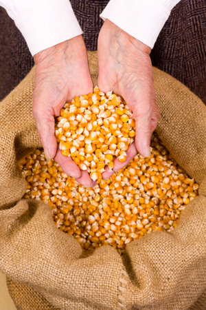 Old woman holding corn seeds in front os a sackの写真素材