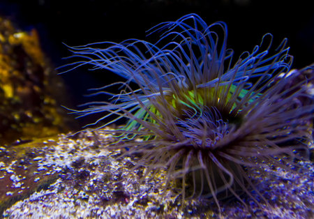 Coloreful coral in tropical seeの写真素材