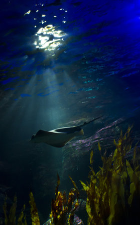 Underwater wildlifeの写真素材