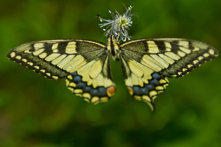 colourful butterly with green backgroundの写真素材