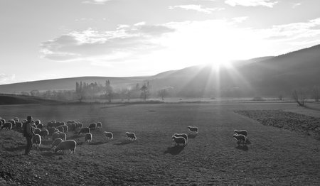 landscape with a flock of sheep and shepherdのeditorial素材