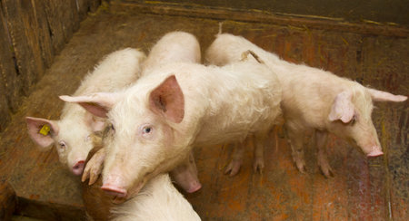 group of pigs staring inside the piggeryの写真素材