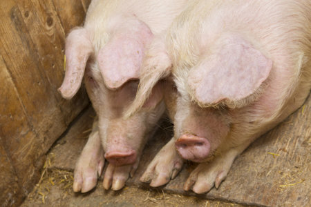 pigs lying on the floor inside the piggeryの写真素材