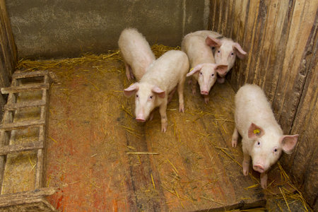 group of pigs staring inside the piggeryの写真素材