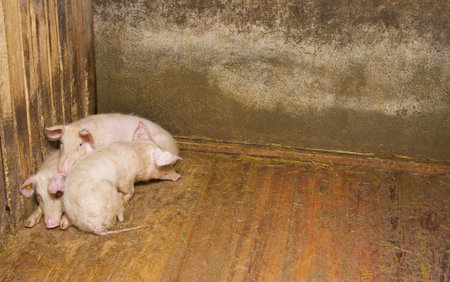 pigs lying on the floor inside the piggeryの写真素材
