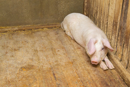 pig lying on the floor inside the piggeryの写真素材