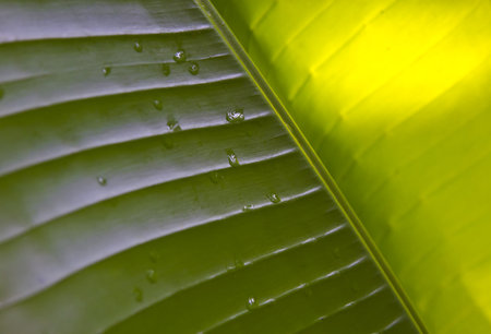 green background with a leafの写真素材