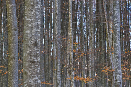 background with tree trunks ina  forestの写真素材
