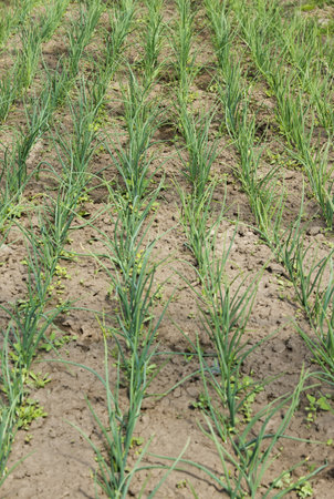 Onion sprouts in early spring の写真素材