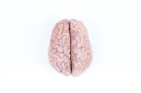 two hemisphere of a real human brain isolated on white