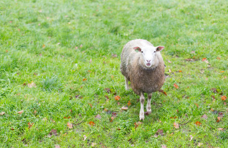 Single sheep standing on the meadow.の写真素材