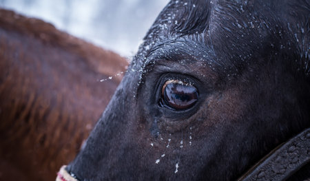 Scared horse looking with wide open eyes.