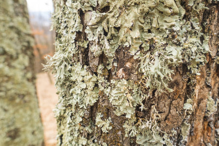 tree trunk with moss in early springの写真素材