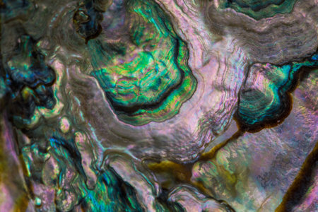 Macro view of a seashell from the inside.の写真素材