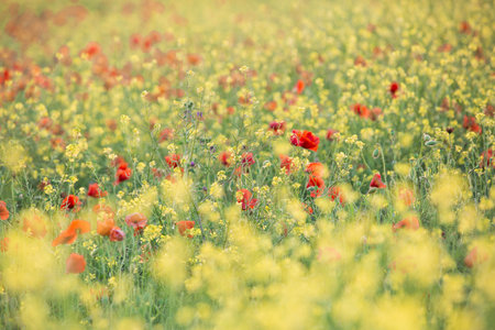 yellow meadow with red poppy flowersの写真素材