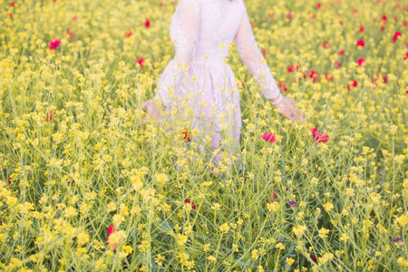 yellow rapeseed meadow with red poppy flowersの写真素材