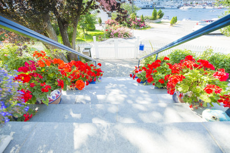 Garden flowers near by the white stairsの写真素材