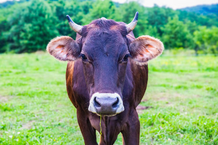 A brown cow staring at the camera in a lush green pasture.の写真素材