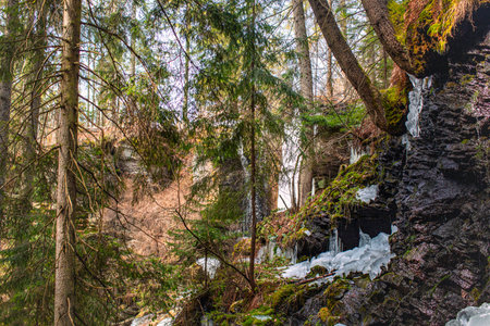 Beautiful forest landscape featuring mossy rocks, pine trees, and frozen waterfall details.の写真素材