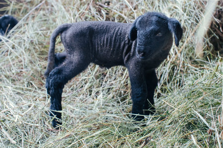 A young black sheep stands on a bed of dry grass and straw, looking towards the camera with its dark...