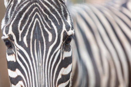 A detailed close-up portrait of a zebra's face, highlighting its distinctive black and white...