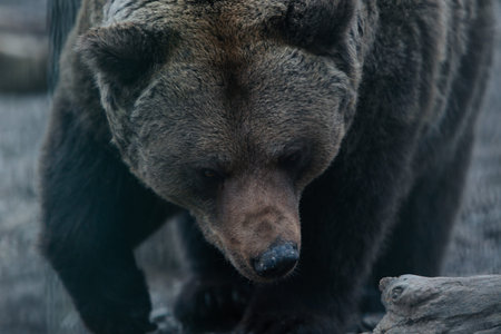 A detailed close-up portrait of a brown bear's face, showcasing its fur texture and intense...