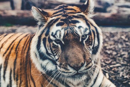 A detailed close-up portrait of a majestic tiger's face, showcasing its intense gaze and striking orange and black stripes