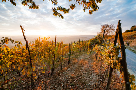 Langhe vineyards in autumn