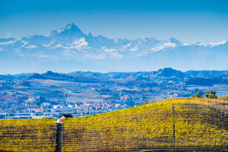 Langhe vineyards in autumn