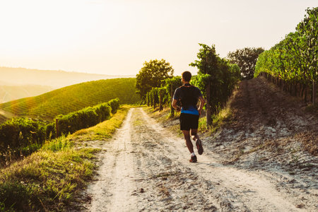 Man trail running in the vineyards at the sunsetの写真素材