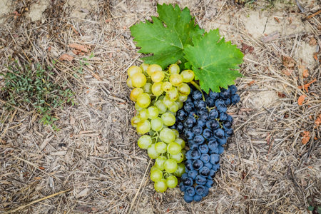 Grape bunches ready for harvestの写真素材