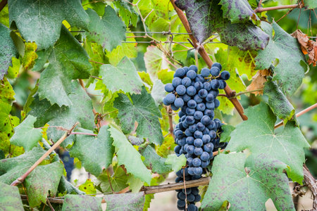 Grape bunches ready for harvestの写真素材
