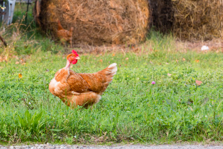 brown Chicken in the grass in countrysideの写真素材