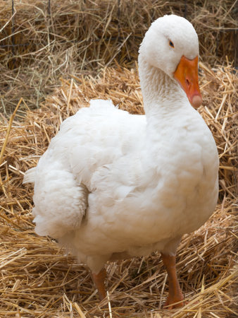 white domestic goose over an hay-fieldの写真素材