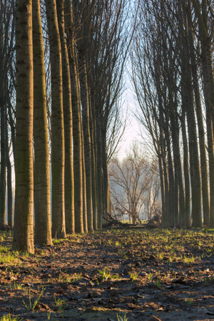 trees in line inside forest, tranquil sceneryの写真素材