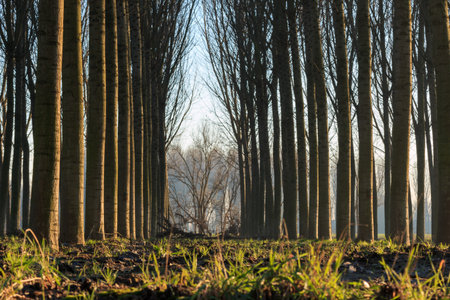 trees in line inside forest, tranquil sceneryの写真素材
