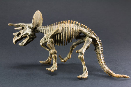 Triceratops fossil dinosaur skeleton model toy on black backgroundの写真素材