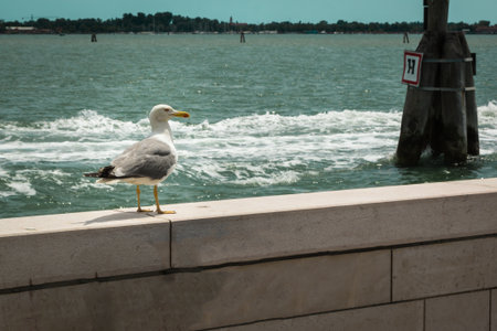 Static Alone Seagull on White Parapet, Sea in Backgroundの写真素材