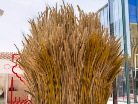 Sheaf of Wheat, Ripe Ears Wheat Setの写真素材