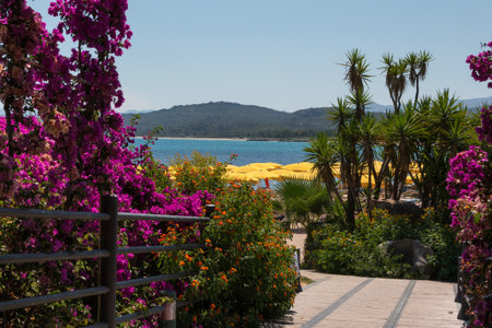 Palm Trees, Flowers and Plants near Beach and Seaの写真素材