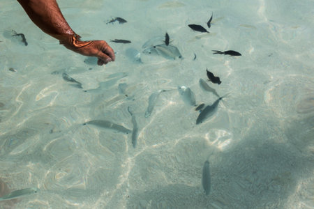 Catching Fishes in Transparent Sea with Bare Handsの写真素材