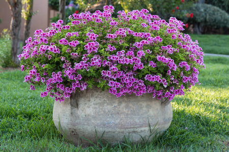 Violet Petunia: Beautiful Flowering Plant inside White Flowerpotの写真素材