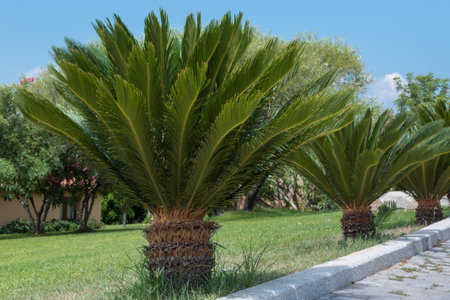 Green Small Palm Tree in Line: Palmettoの写真素材