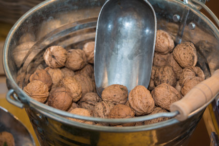 Group of Brown Walnuts With Peel in Silver Bucket with Shovelの写真素材