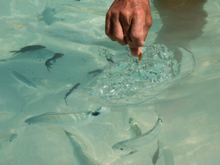 Catching Fishes in Transparent Sea with Bare Handsの写真素材